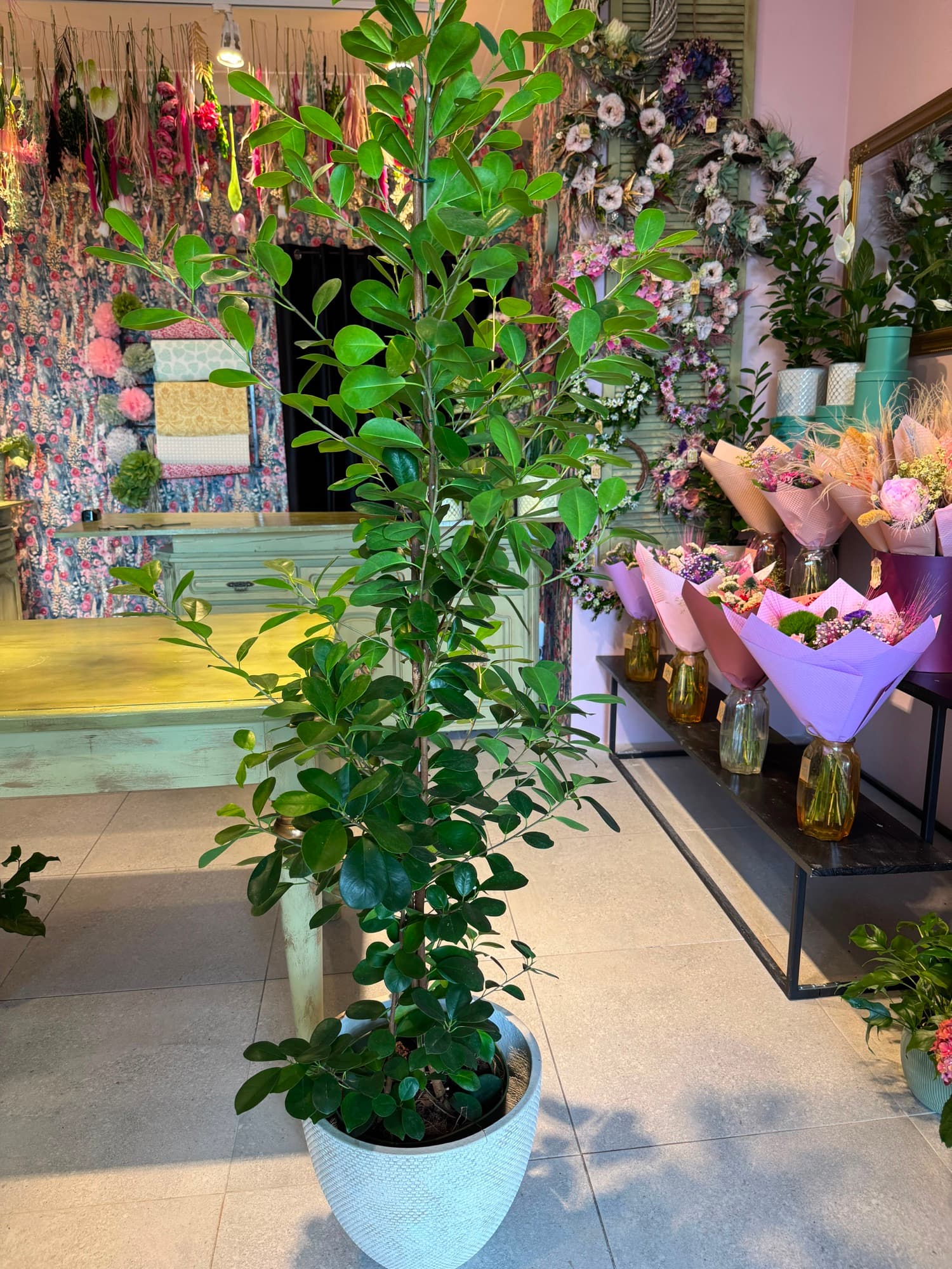 A tall houseplant in a blue pot