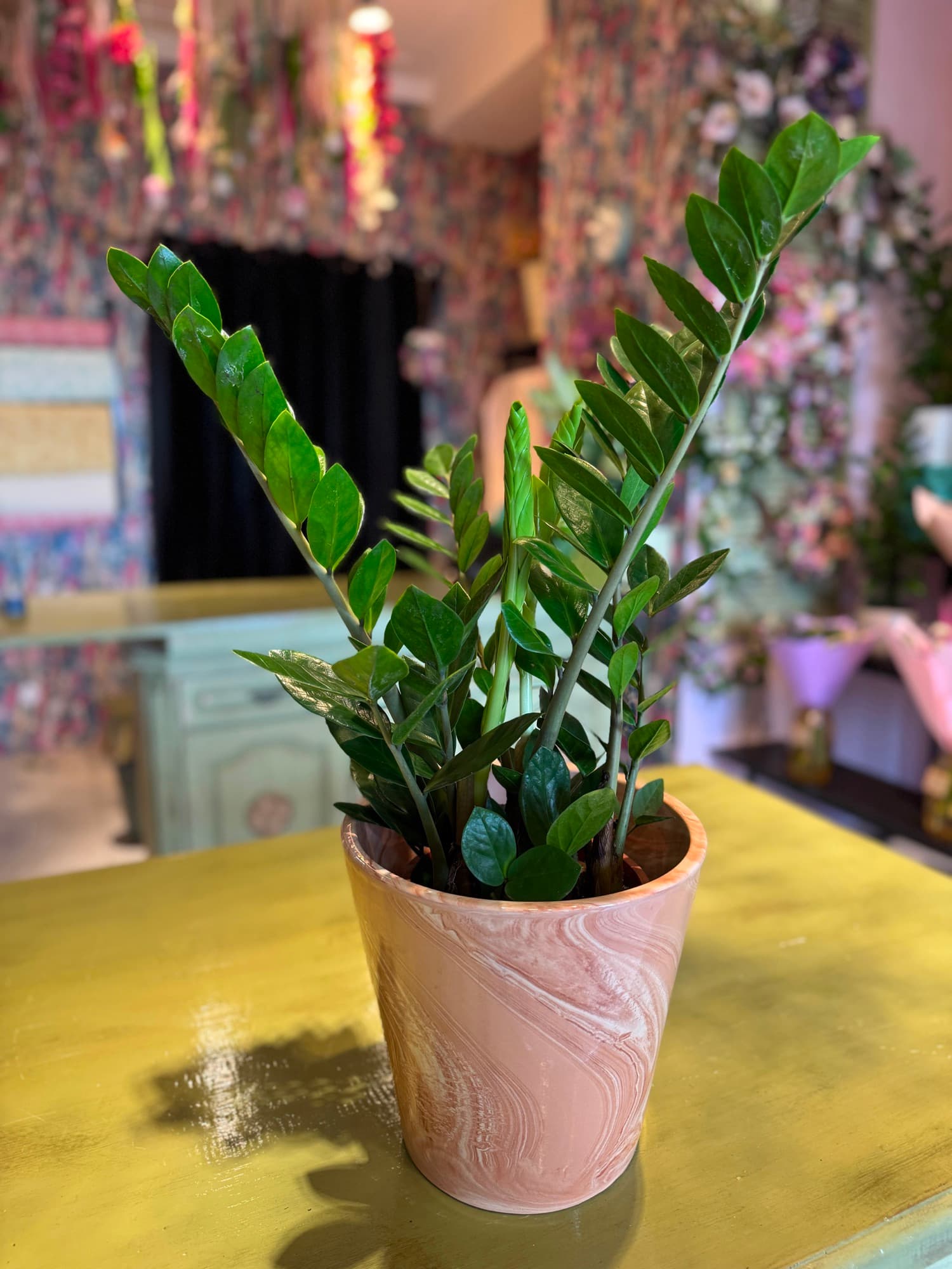 A ZZ plant in a pink pot