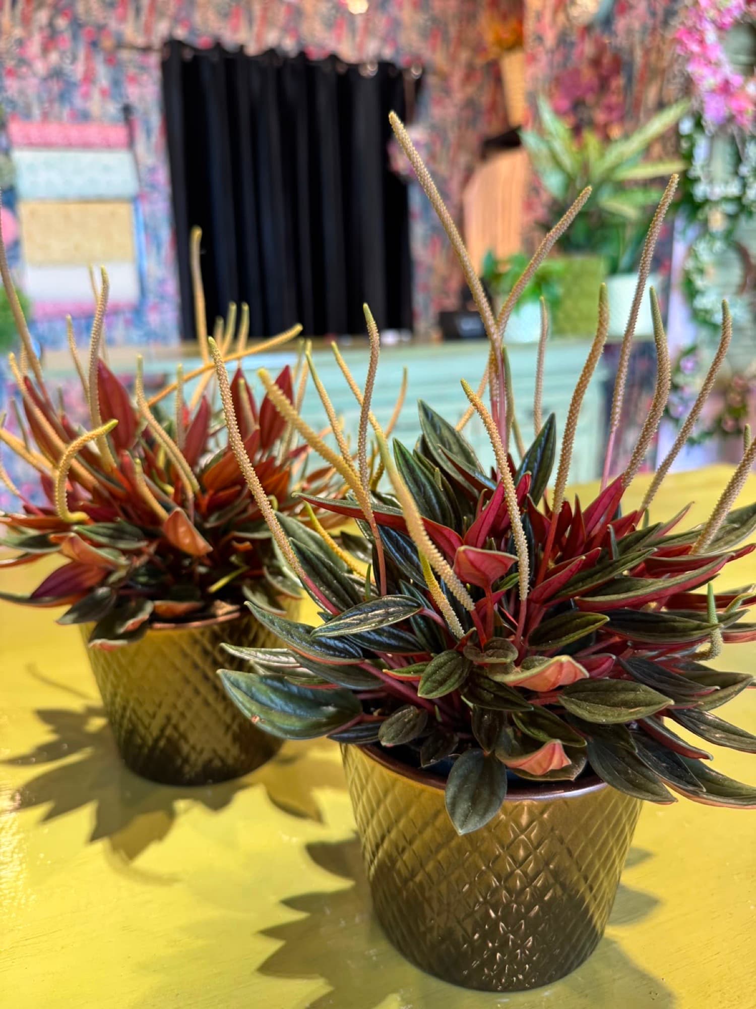 Colourful succulents in gold pots