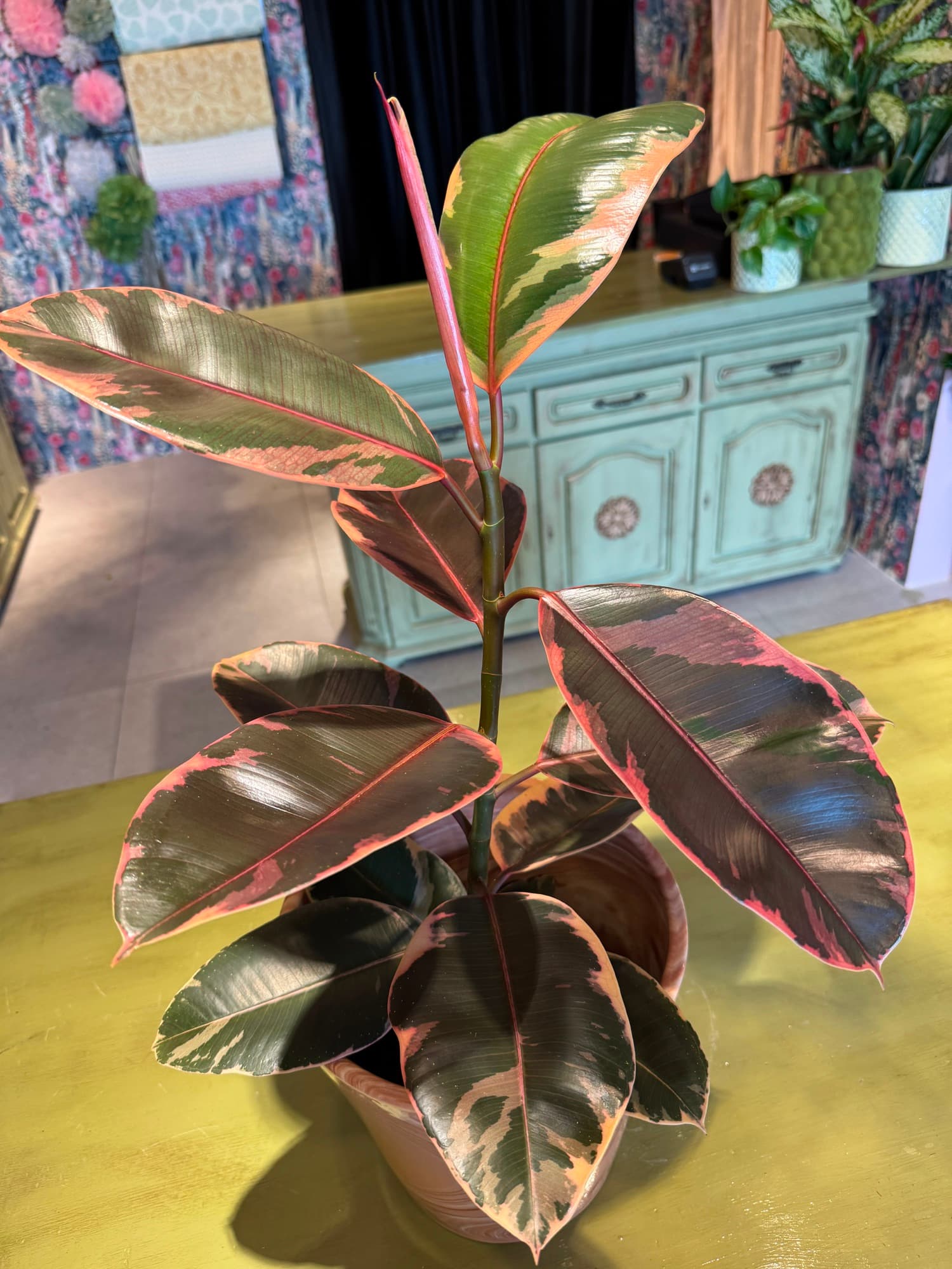 A red-leafed croton up close
